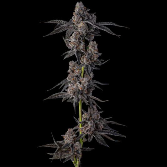 Mellowz feminisierte Samen – Compound Genetics, Spritzer × Grape Gas, 8-9 Wochen, dunkle fruchtige Buds