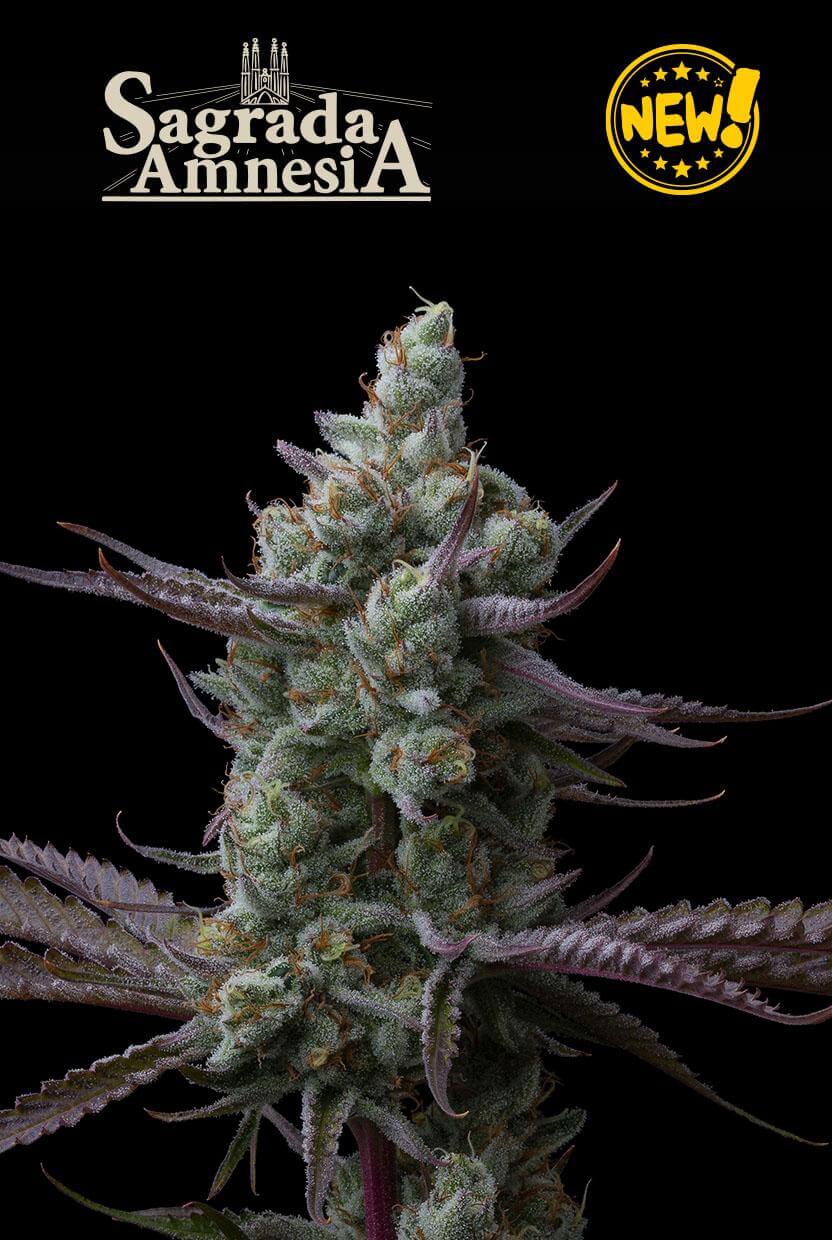 Seedstockers Sagrada Amnesia feminisiert mit harzigen Buds