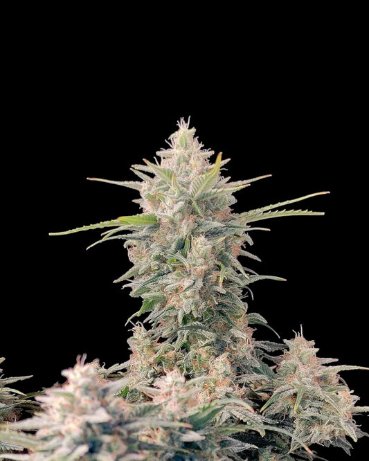 Skunk Auto von FastBuds – Indica-dominante Autoflower