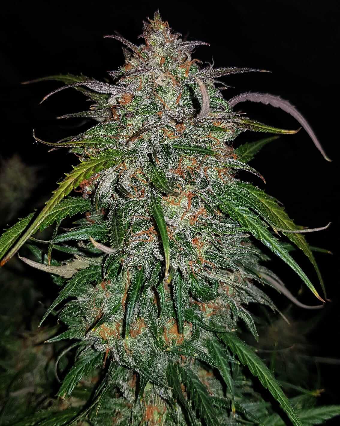 Smoothie Auto Strain mit fruchtigem Aroma und violetten Buds