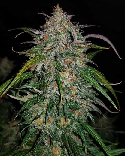 Smoothie Auto Strain mit fruchtigem Aroma und violetten Buds