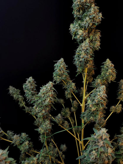 FastBuds Sour Diesel Autoflower Blüte mit Harz