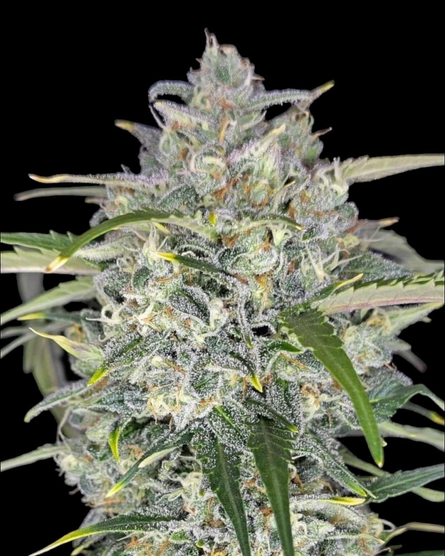 Sour Jealousy Auto Strain mit sauren Terpenen und hohem THC