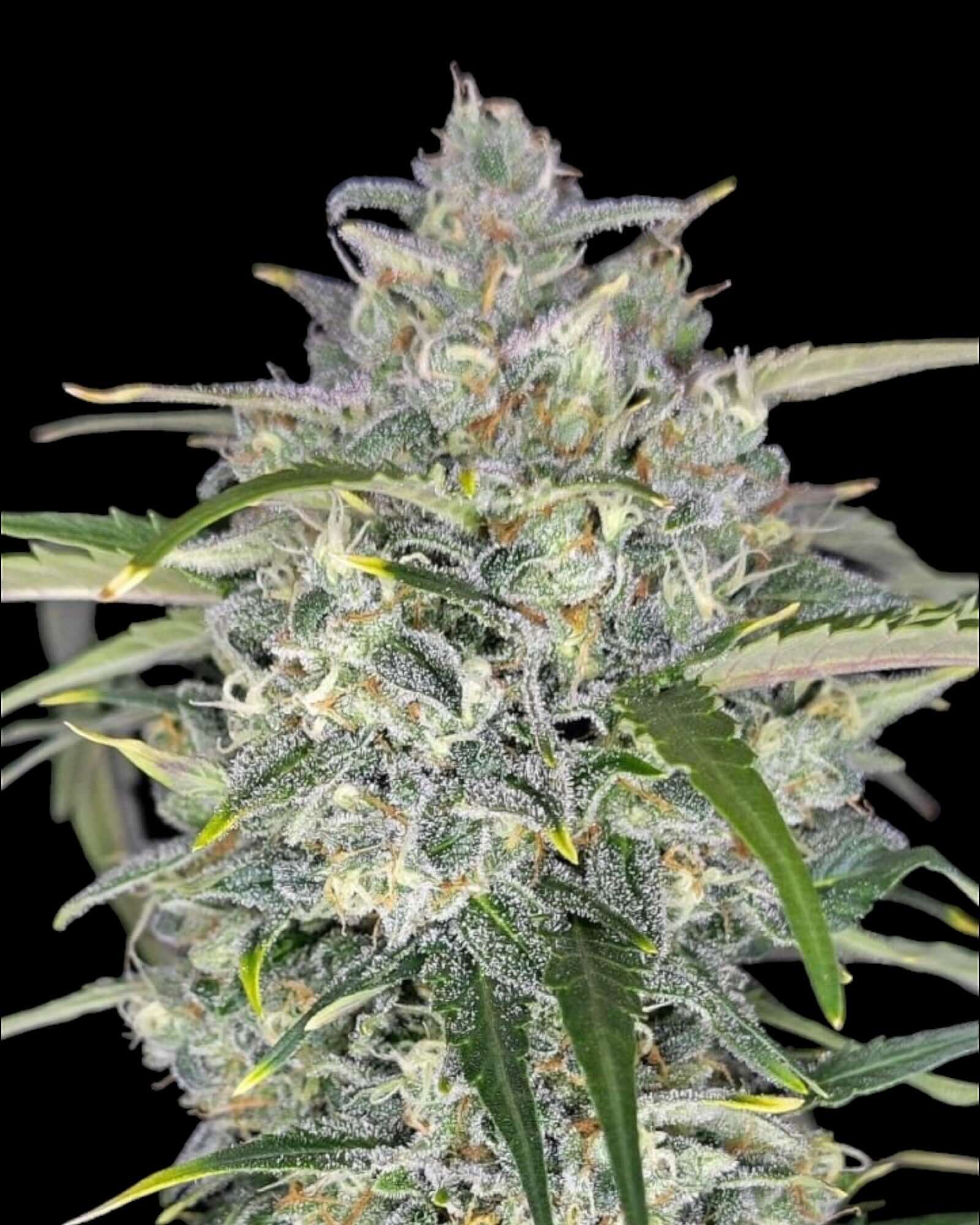 Sour Jealousy Auto Strain mit sauren Terpenen und hohem THC