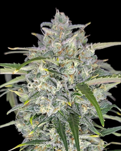 Sour Jealousy Auto Strain mit sauren Terpenen und hohem THC