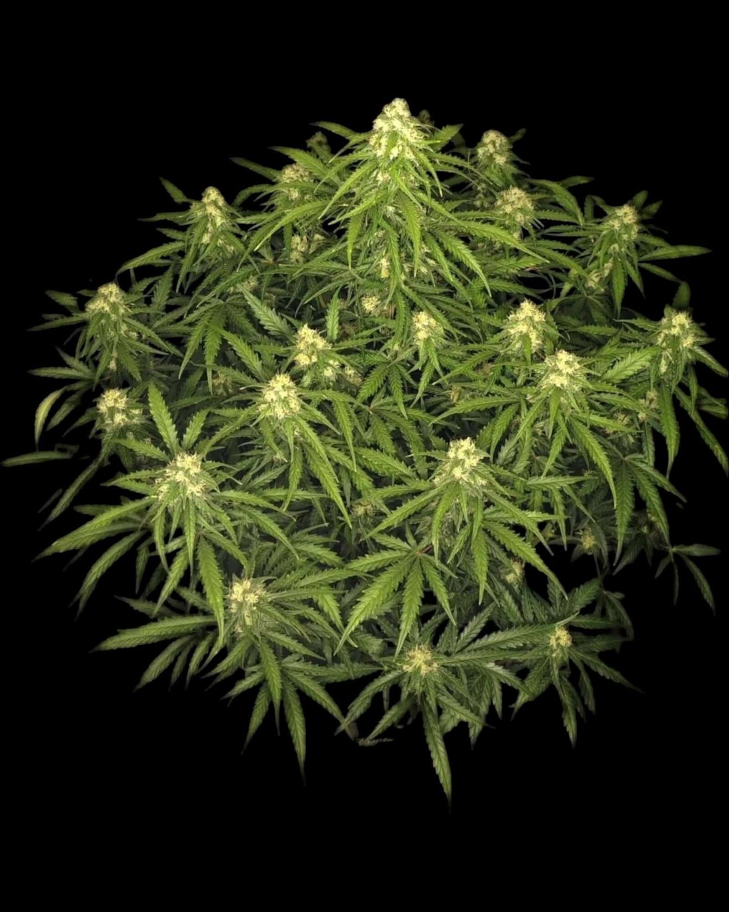 FastBuds Sour Jealousy Autoflower Blüte in Nahaufnahme