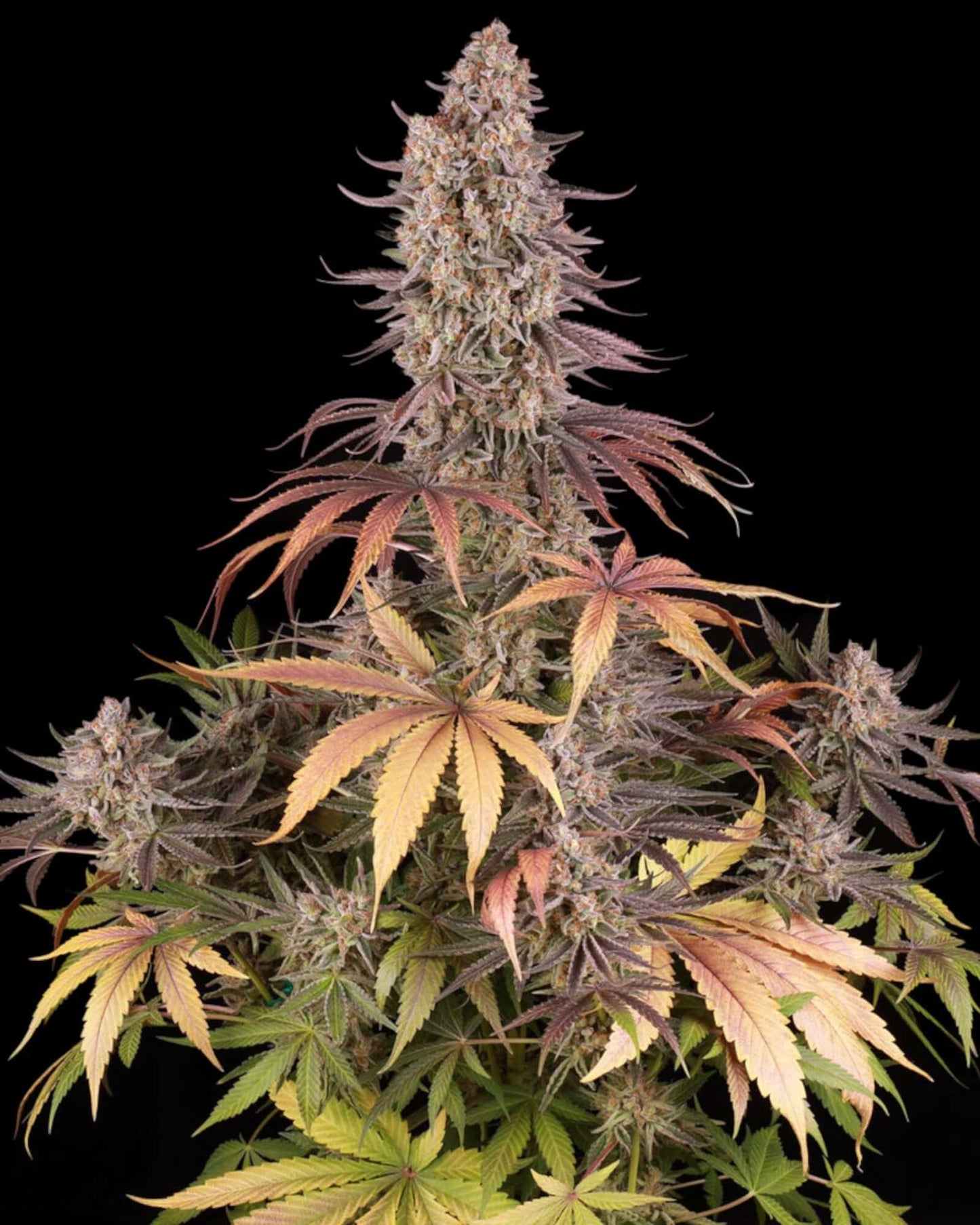 Sour Strawberry Strain mit fruchtig-saurem Aroma