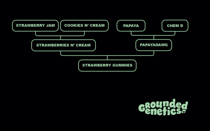 Grounded Genetics - Strawberry Gummies (Strawberries n Cream x PapayaDawg) FEMINISIERT