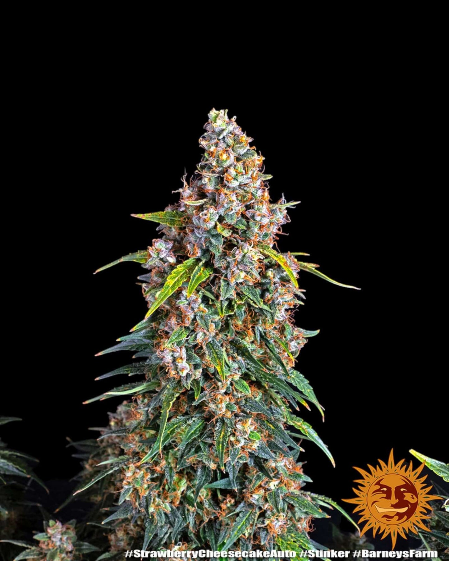 Strawberry Cheesecake Auto Strain mit fruchtigem Aroma