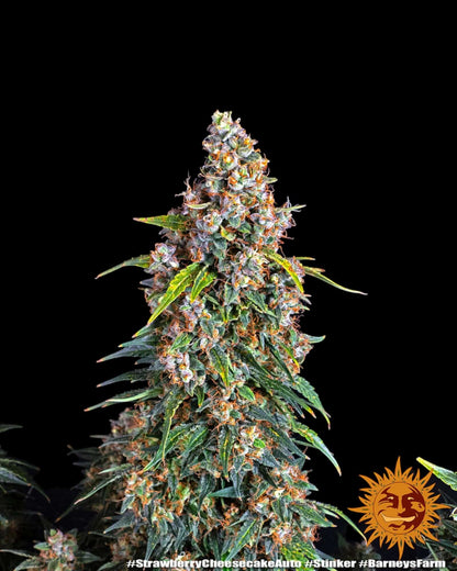 Strawberry Cheesecake Auto Strain mit fruchtigem Aroma
