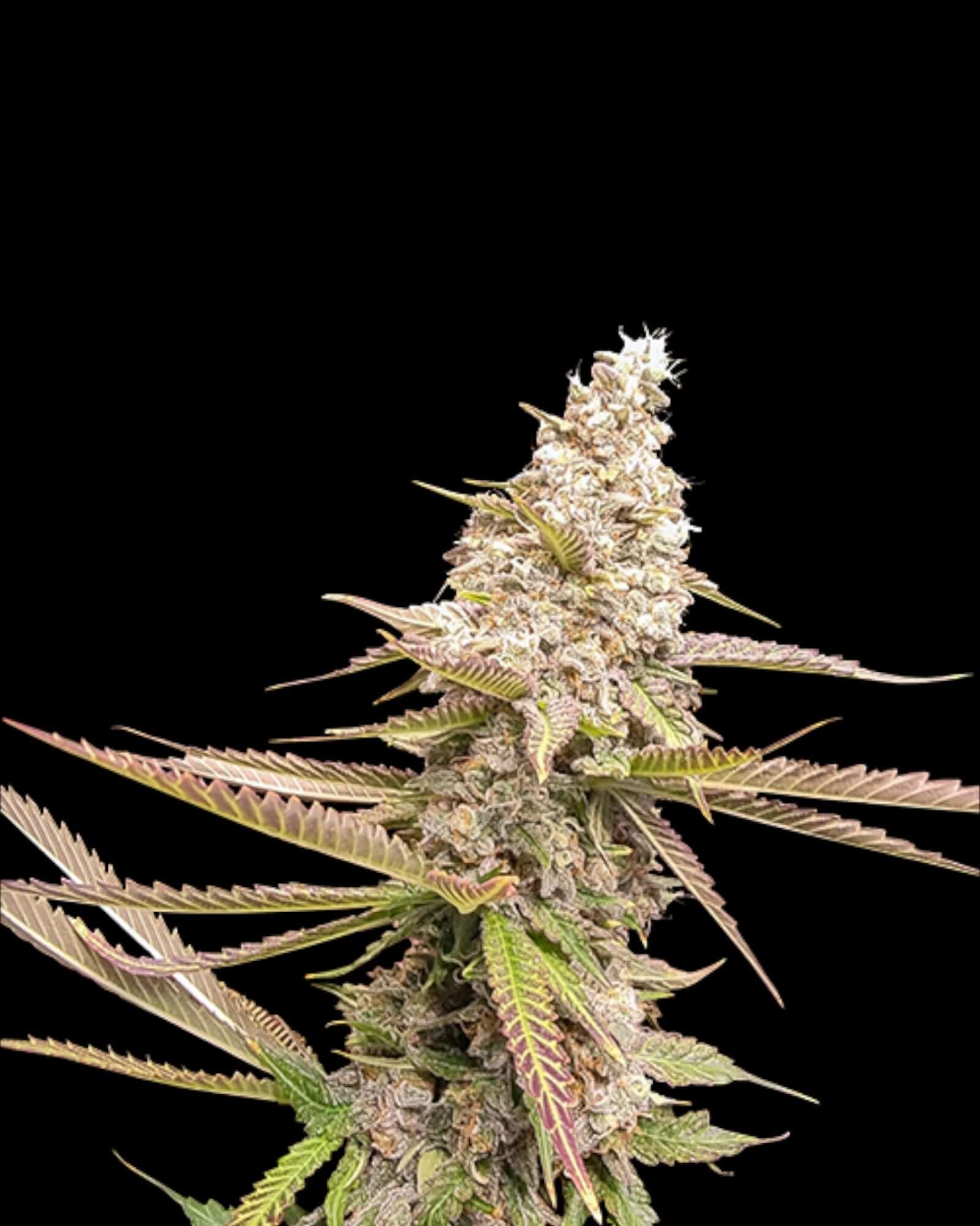 Strawberry Cookies von Super Sativa Seed Club feminisierte Samen