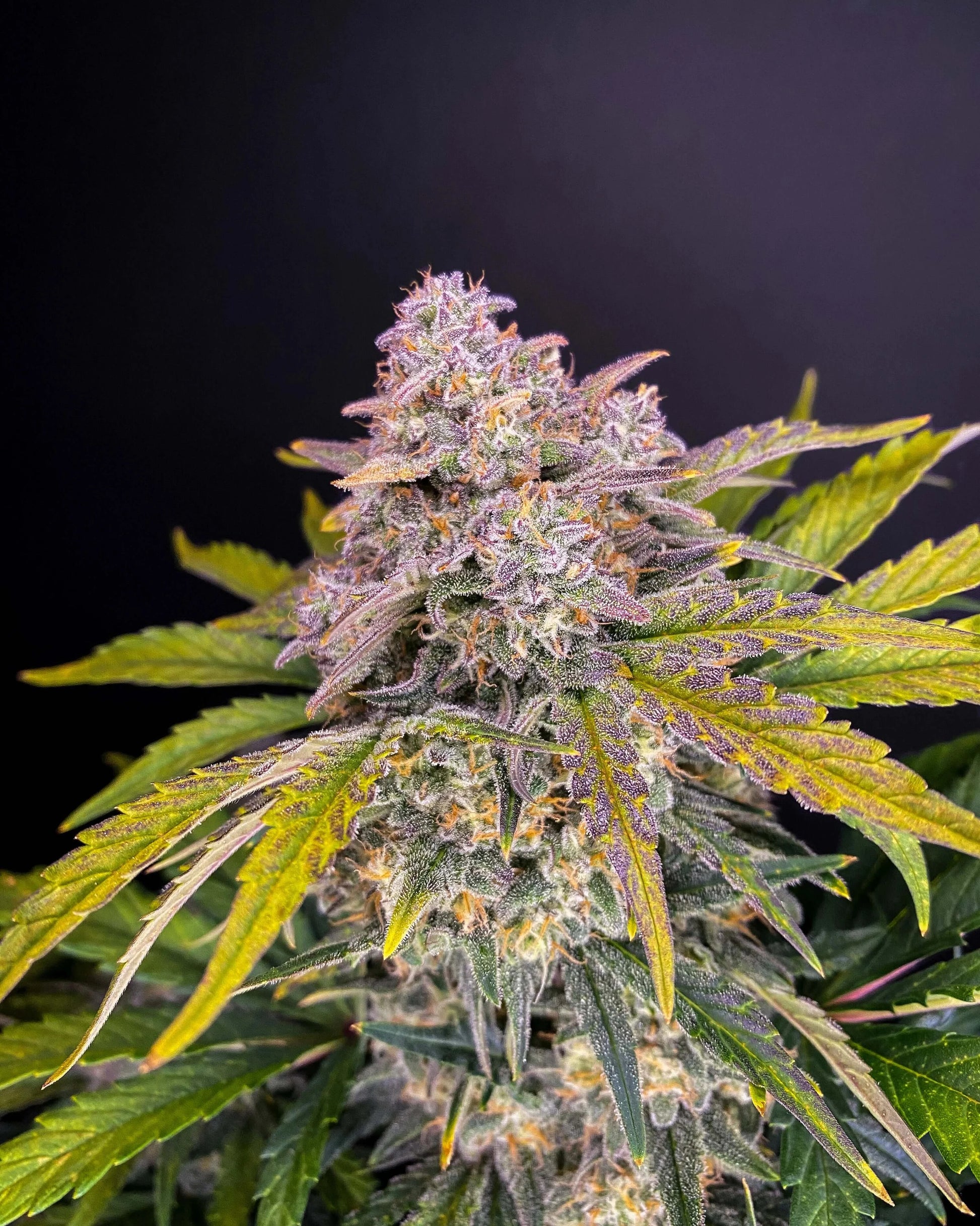 Strawberry Pie Auto Pflanze mit violetten Buds