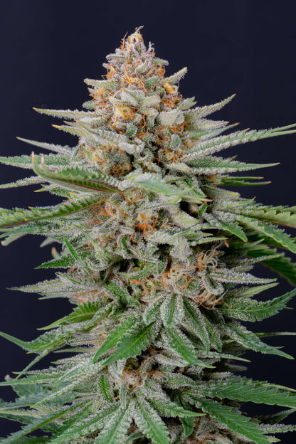 FastBuds Strawberry Pie Autoflower Blüte in Nahaufnahme