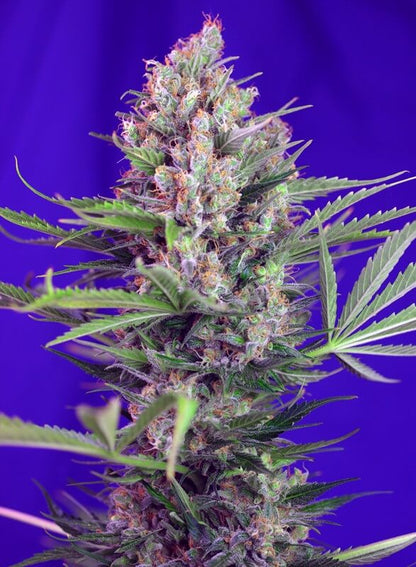 Sweet Seeds Cream Mandarine F1 Fast Version feminisierte Samen
