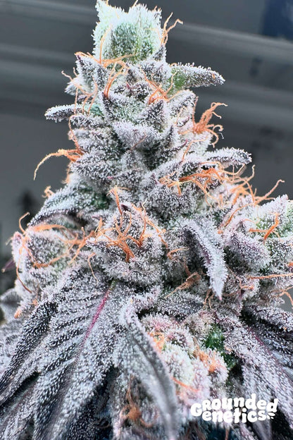 Swoosh feminisierte Samen von Grounded Genetics