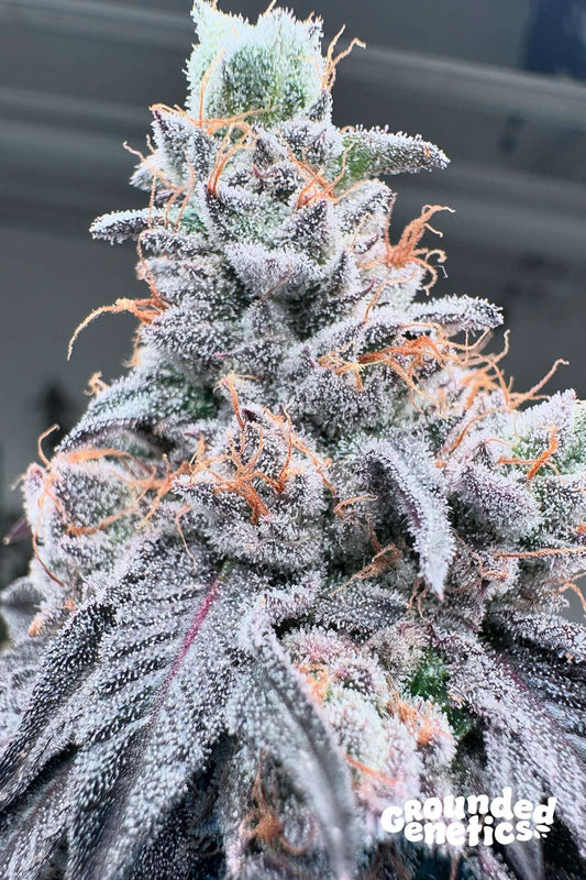 Swoosh feminisierte Samen von Grounded Genetics