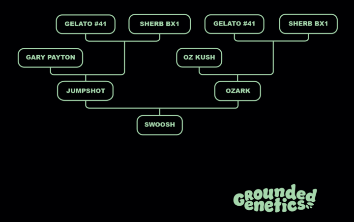 Swoosh Stammbaum Pief-Leaf