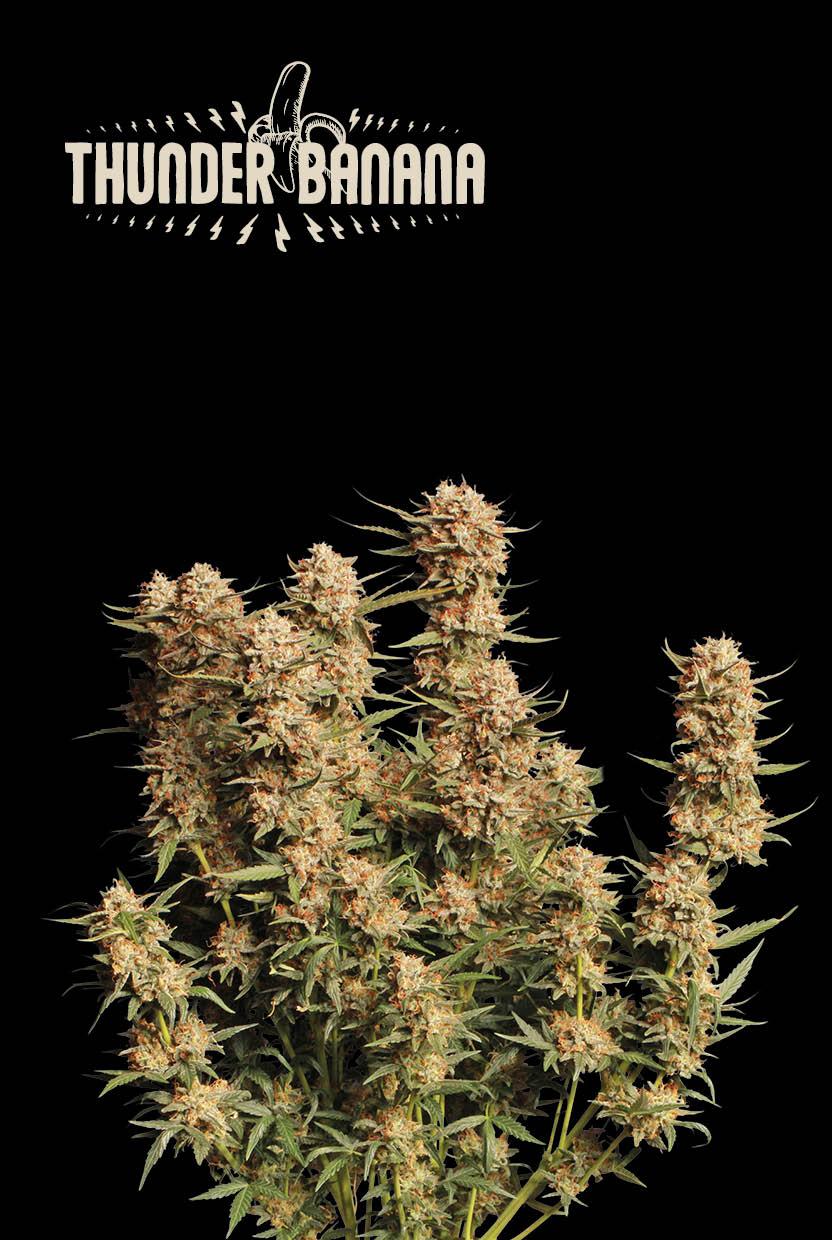 Seedstockers THUNDER BANANA© AUTOFLOWER