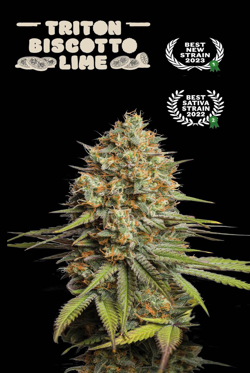 Seedstockers TRITON BISCOTTO LIME© AUTOFLOWER