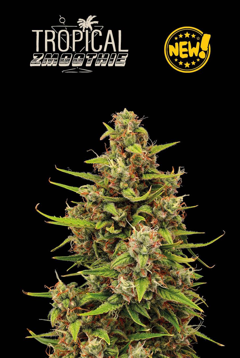 Seedstockers TROPICAL ZMOOTHIE© AUTOFLOWER