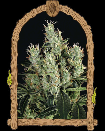 Tangerine Band Feminisiert Samen von Exotic Seed