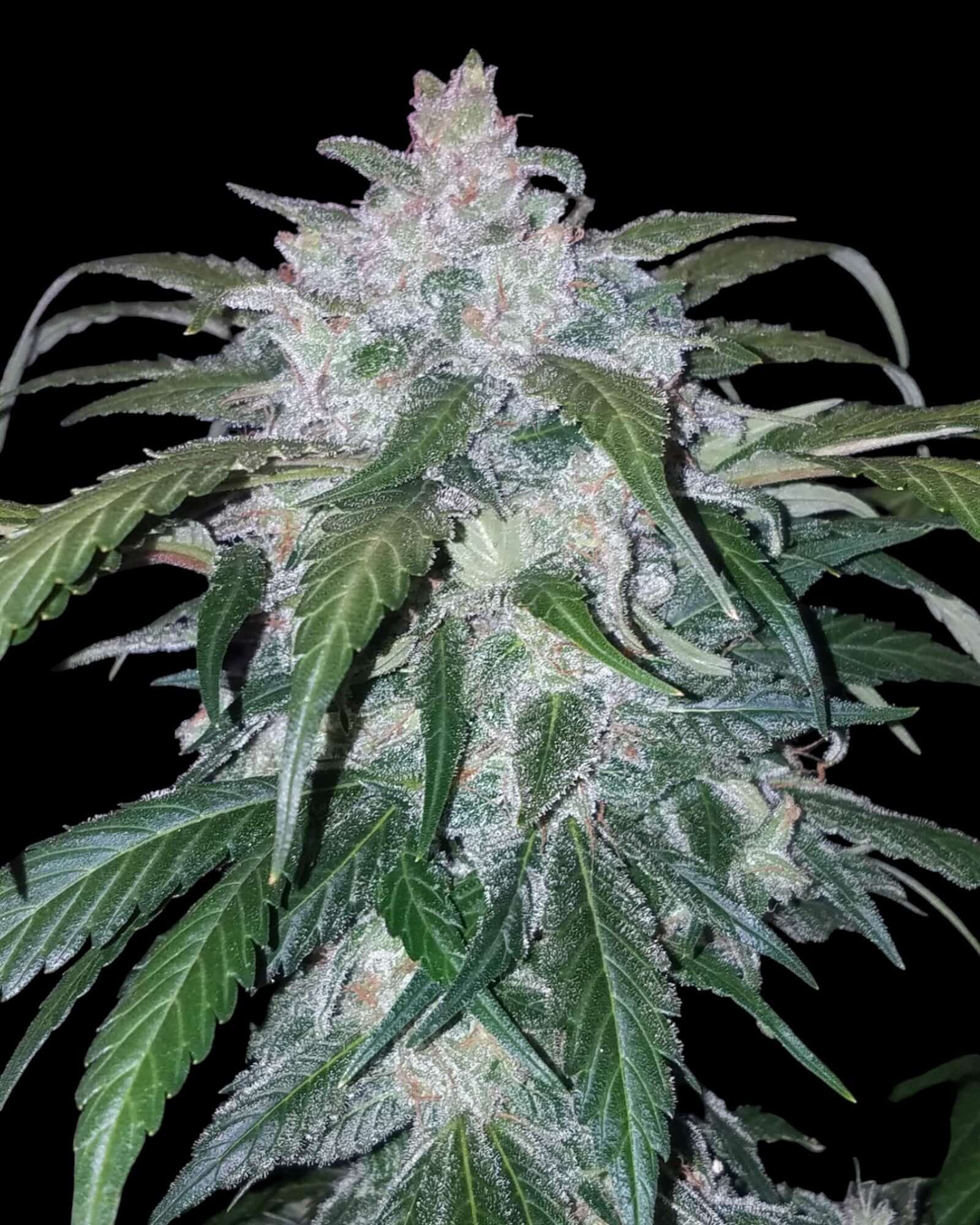 Tangie Autoflower FastBuds