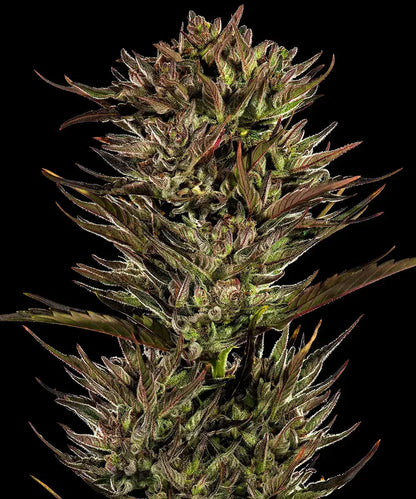 Thin Mint x Sour Pinot Auto Barney’s Farm