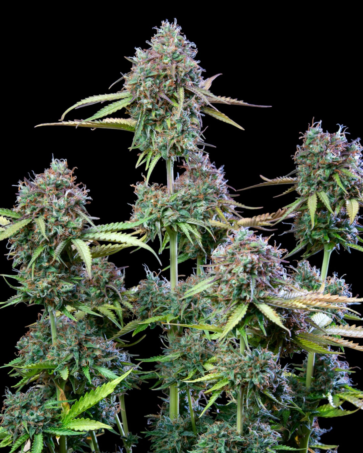 Trainwreck Auto von FastBuds – klassischer Hybrid
