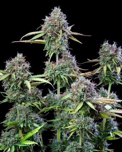 Trainwreck Auto von FastBuds – klassischer Hybrid