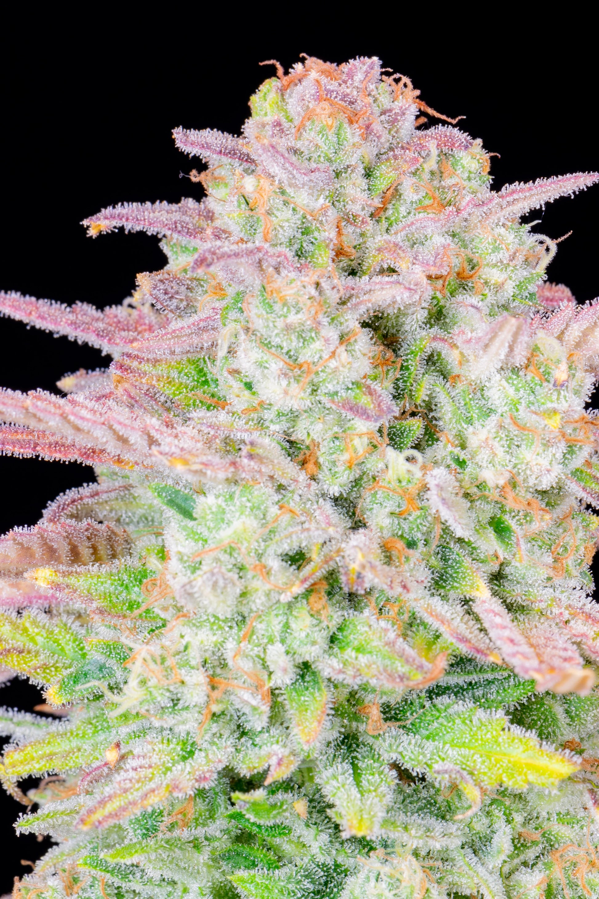 Trainwreck Auto – schnell wachsende Hybridpflanze