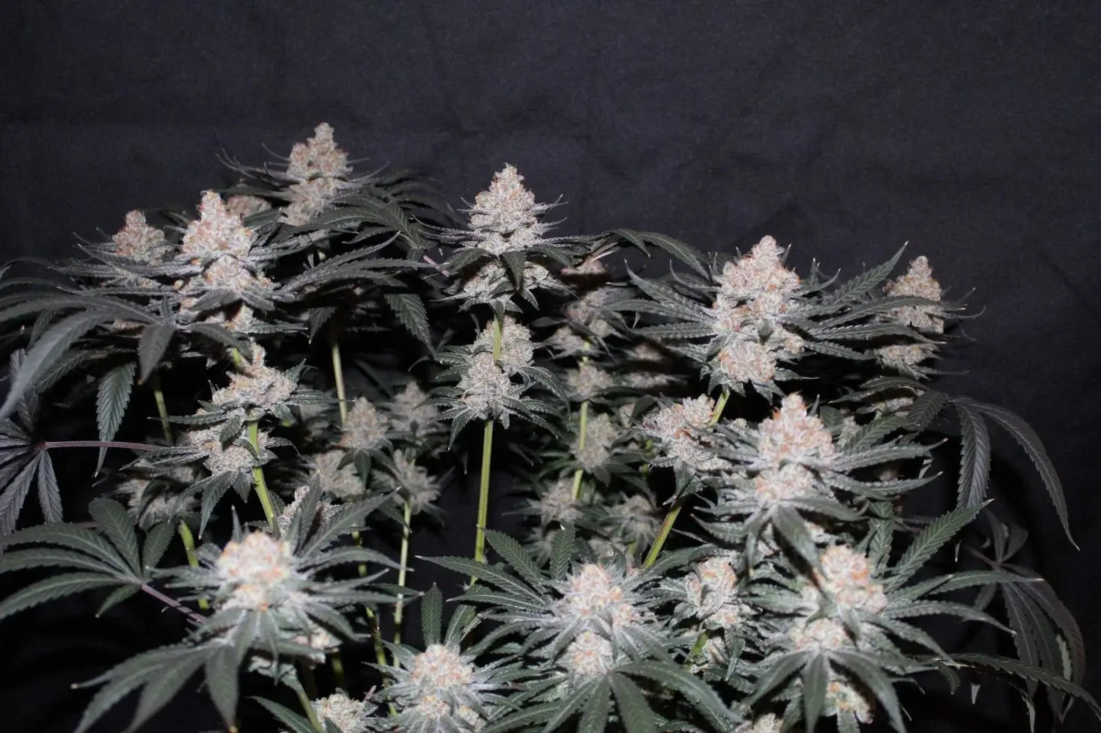 FastBuds Tropicana Cookies FF Pflanze im Indoor-Grow