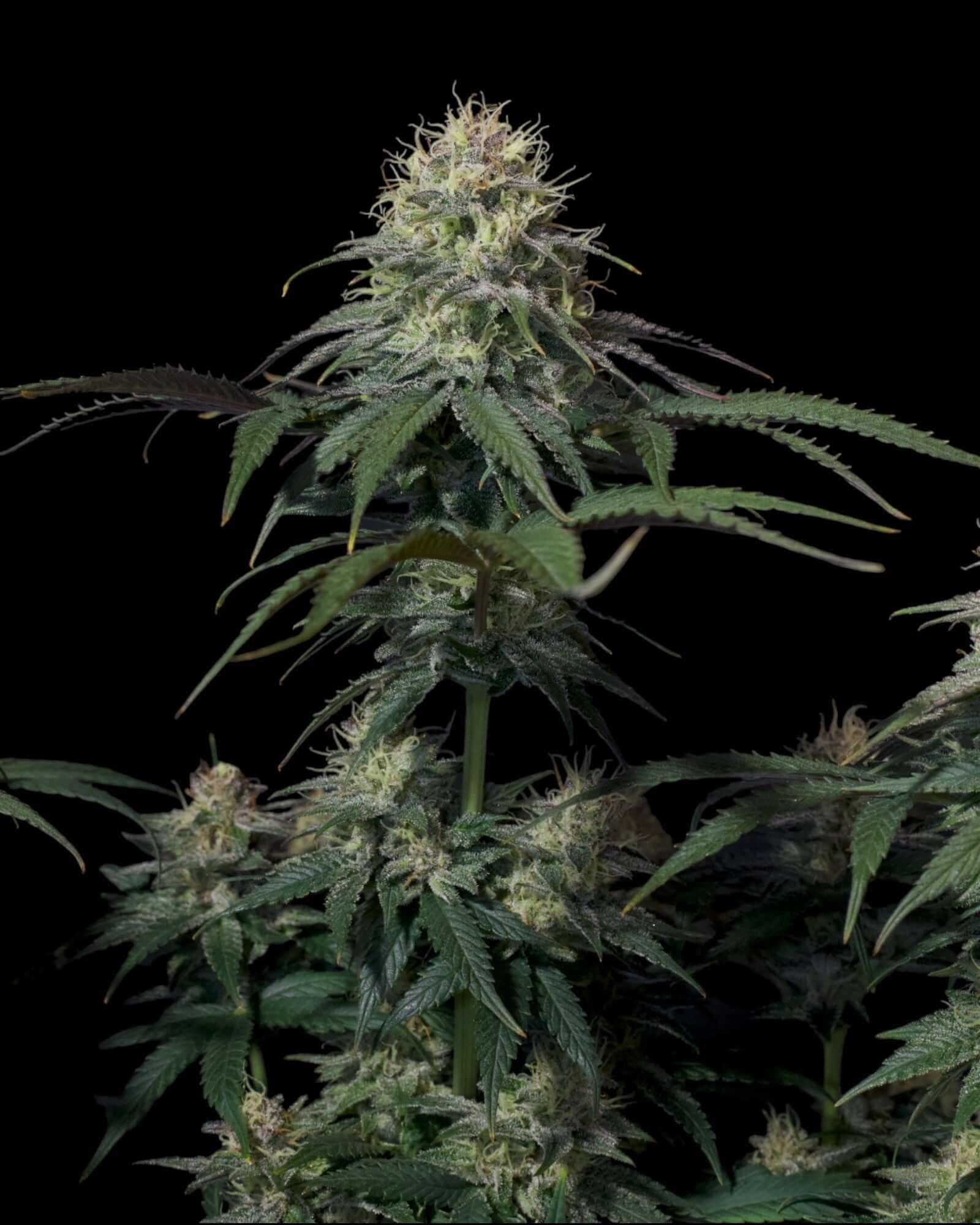 Tropicana Cookies FF Feminisiert mit intensivem Zitrusduft