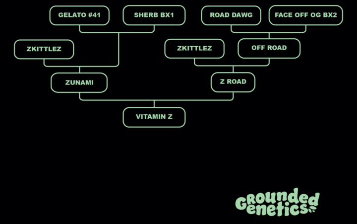 Grounded Genetics - Vitamin Z (Zunami x Z Road) FEMINISIERT