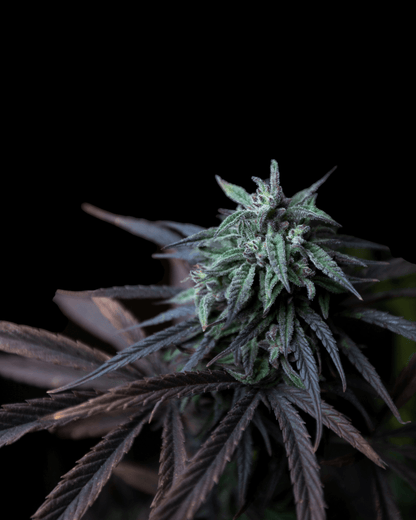 Wedding Cake Feminisiert Produktbild Pief-Leaf