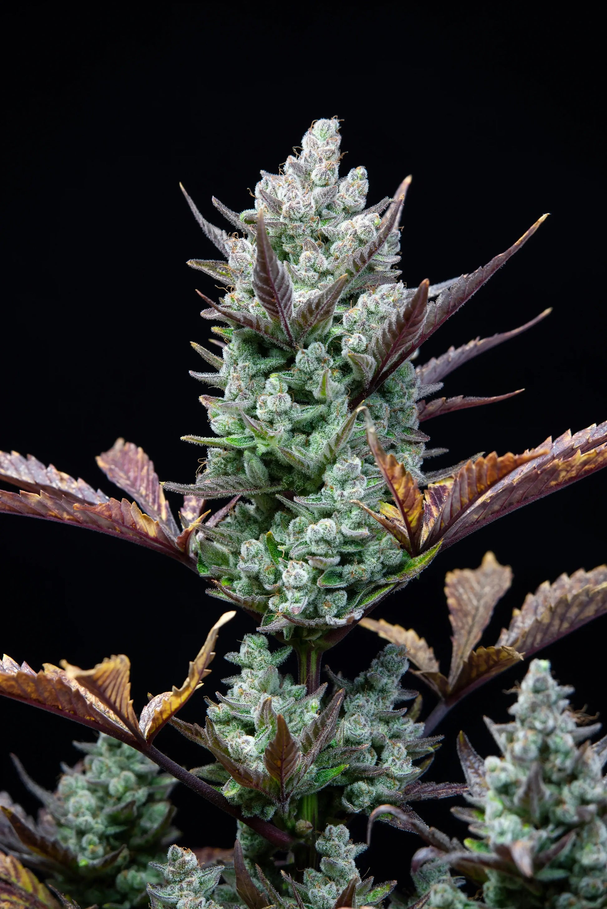 Wedding Glue Autoflower Pflanze im Zuchtzelt