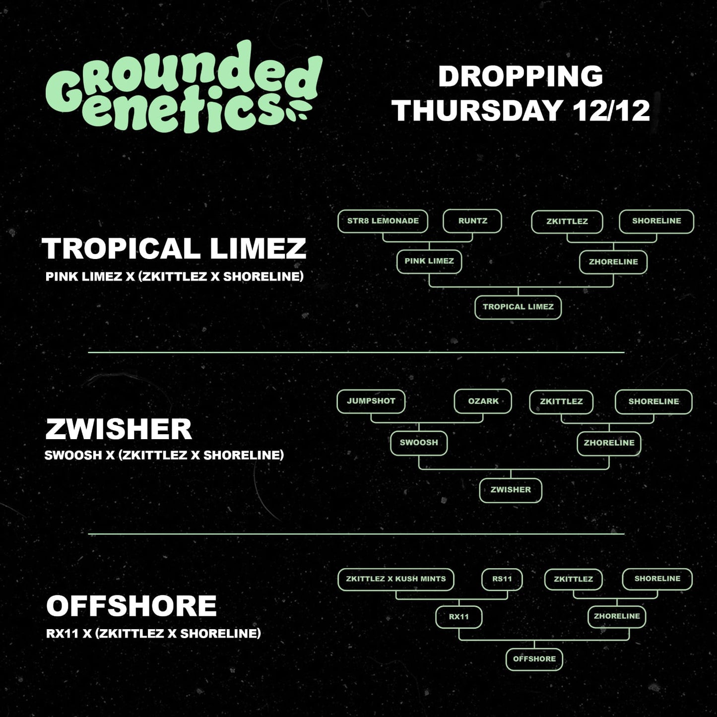 Grounded Genetics - Tropical Limez FEMINISIERT