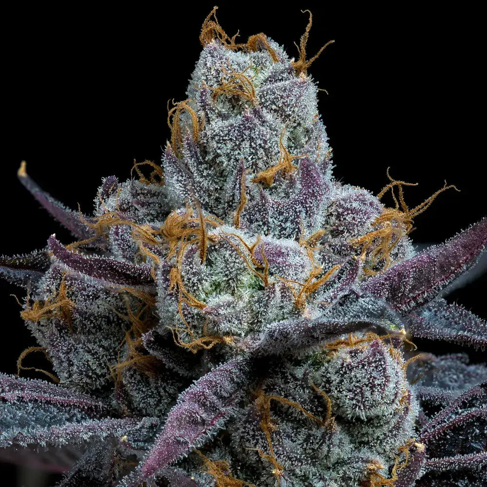 White Runtz Pflanze mit dichten Buds