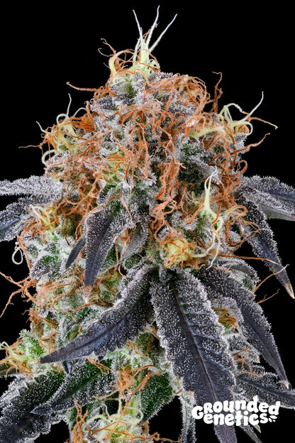 Zilk Road feminisierte Samen von Grounded Genetics