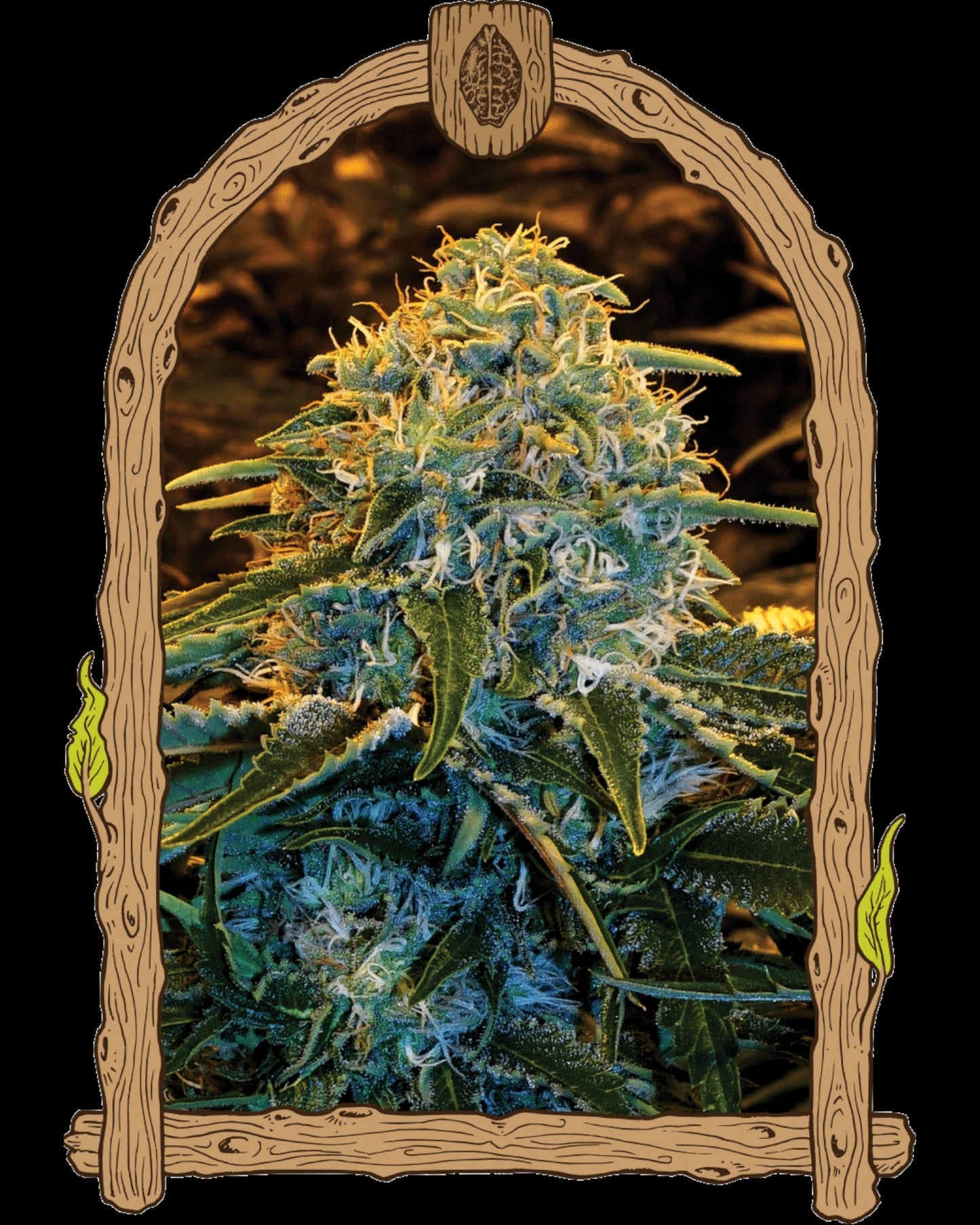 Z&Z Feminisierte Cannabissamen von Exotic Seed