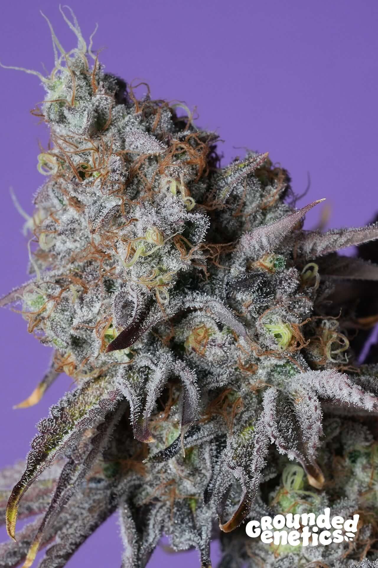 Zerberry feminisierte Samen von Grounded Genetics