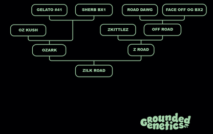 Zilk Road Stammbaum Grounded Genetics