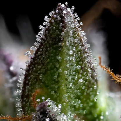 Zoap feminisierte Blüte mit süß-cremigem Aroma