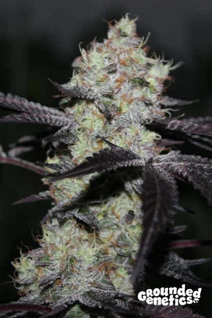 Zwisher feminisiert von Grounded Genetics