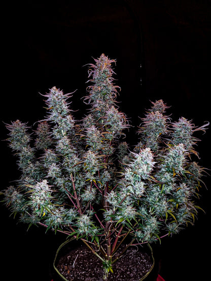 FastBuds Kosher Cake Autoflower Samen Nahaufnahme