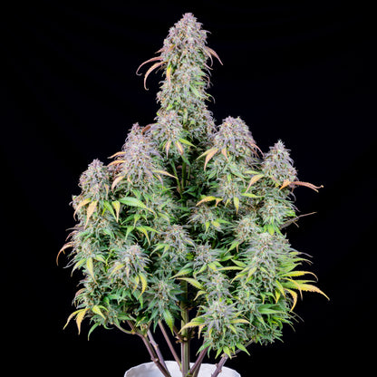 Blueberry - AUTOFLOWER fast buds feminisierte Samen – Pief-Leaf®