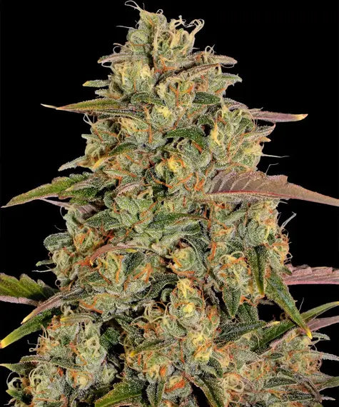 Barneys Farm - Amnesia Lemon FEMINISIERT