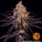 Barneys Farm - Ayahuasca Purple FEMINISIERT