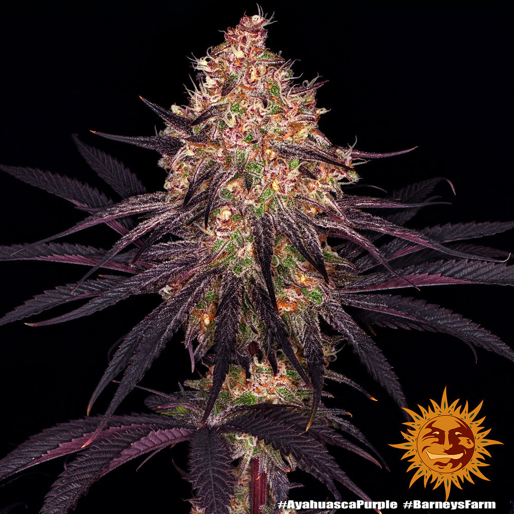 Barneys Farm - Ayahuasca Purple FEMINISIERT