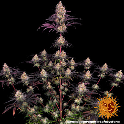 Barneys Farm Ayahuasca Purple feminisierte Buds