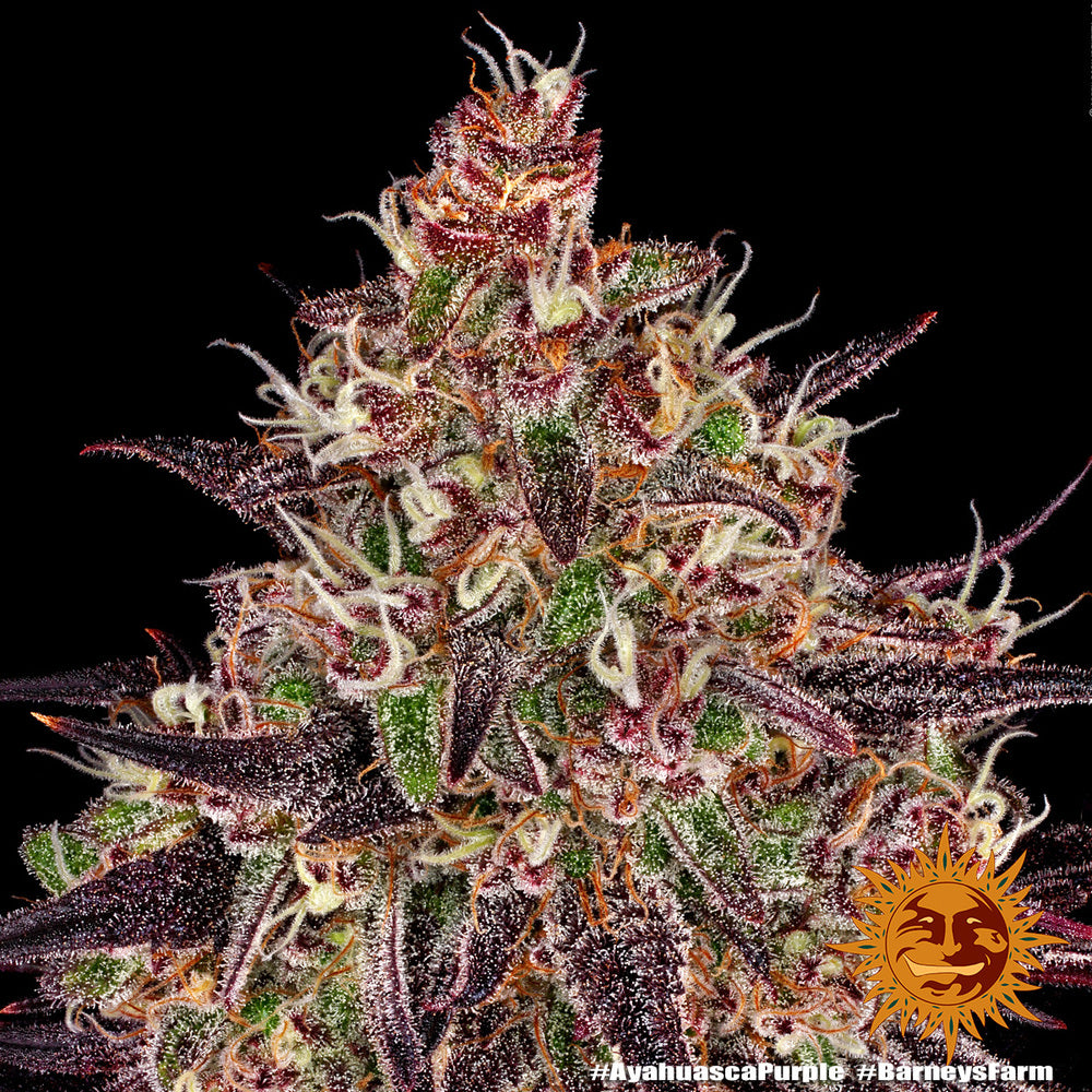 Barneys Farm - Ayahuasca Purple FEMINISIERT